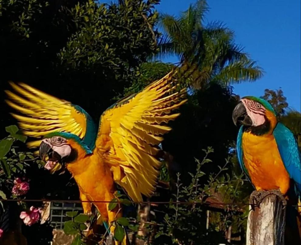 Pousada Canto Dos Passaros Алту-Параизу-ди-Гояс Экстерьер фото